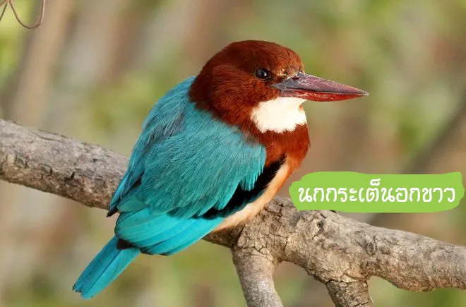 นกกระเต็นอกขาว