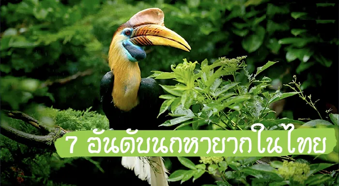 นกหายาก