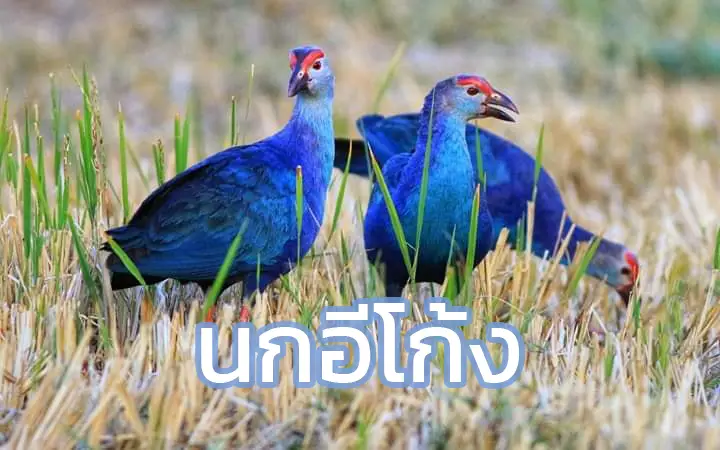 นกอีโก้ง