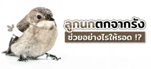 ลูกนกเขา